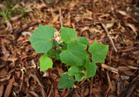 nvironmental Responsibility